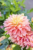 Dahlia Garden Desire, flowers