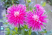 Dahlia Harry Bo Breeder :Nova Flore (FRA) 2017, flowers