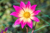 Dahlia Bright Eyes Breeder: Gil (USA) 1981, flower