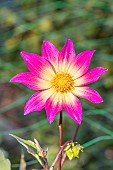 Dahlia Bright Eyes Breeder: Gil (USA) 1981, flower