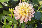 Dahlia Mondriaan, flower