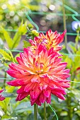 Dahlia Rainbow Silence, flowers