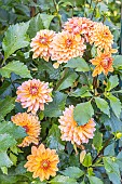 Dahlia Peaches & Vanilla, flowers