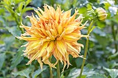 Dahlia Thaler Breeder : Robert (FRA) 2017, flower