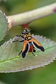 Feather-legged fly (Trichopoda pictipennis), introduced from South America to control the Southern green stink bug (Nezara viridula), Gers, France