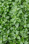 Basil, fine green, foliage