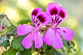 Scented-leaf pelargonium Endsleigh flowers