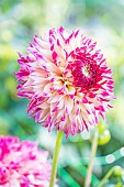 Dahlia Aiyana Breeder: Duijzer (NDL) 2021, flower