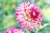 Dahlia Aiyana Breeder: Duijzer (NDL) 2021, flower