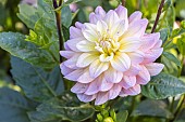 Dahlia Vallée de la Loire Breeder: Turkish (FRA), flower