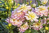 Dahlia Vallée de la Loire Breeder: Turkish (FRA), flowers