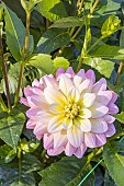 Dahlia Vallée de la Loire Breeder: Turkish (FRA), flower