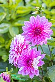 Dahlia Freda Kristina Pink Breeder : Balsevicius (LIT), flowers