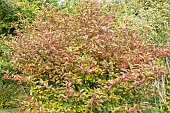 Viburnum Le Bois Marquis, berries