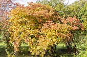 Viburnum opulus Xanthocarpum, atumn foliage