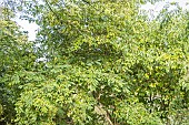 Translucent honeysuckle, Lonicera quinquelocularis, foliage