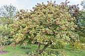 Late cotoneaster, (Cotoneaster lacteus)
