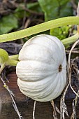 Pumpkin, Cucurbita maxima Valenciano, fruit