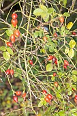 Sweet Briar, Rosa rubiginosa, rosehips