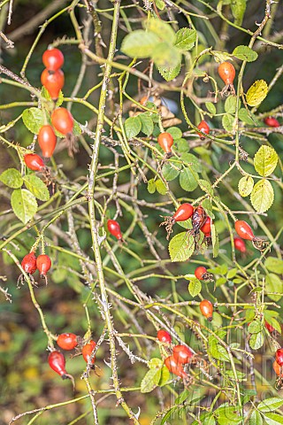 Sweet_Briar_Rosa_rubiginosa_rosehips