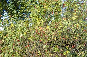 Sweet Briar, Rosa rubiginosa, rosehips