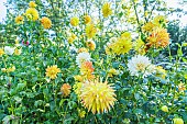 Dahlia Helios, flowers