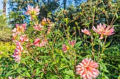 Dahlia Gabriel Nigond, flowers