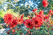 Dahlia Parc floral de Paris, flowers