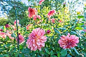 Dahlia Dutch Deligth, flowers
