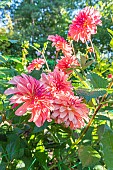Dahlia Dutch Deligth, flowers