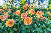 Dahlia Peaches & Vanilla, flowers