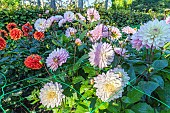 Dahlia Le Thoureil, flowers