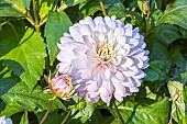 Dahlia Le Thoureil, flower