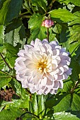 Dahlia Le Thoureil, flower