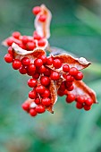 Stinking iris ( Iris foetidissima ) Orange-red seeds of stinking iris.Gironde - Nouvelle Aquitaine - France.
