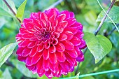 Dahlia Purple Coat Verver Export, flower