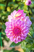 Dahlia Esli 2015, flower