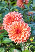 Dahlia Maia, flowers