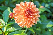 Dahlia Maia, flower