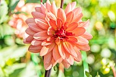 Dahlia Huguette Sainson, Breeder : Laurent (FRA) 1983, flower