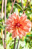 Dahlia Huguette Sainson, Breeder : Laurent (FRA) 1983, flower