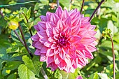 Dahlia Feline Yvonne, Breeder : Komen (NDL) 2019, flower