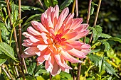 Dahlia Huguette Sainson, Breeder : Laurent (FRA) 1983, flower