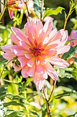 Dahlia Gabriel Nigond, Breeder: Laurent (FRA) 2014, flower