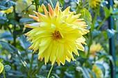Dahlia Helios, Breeder : Gerhard (Austria) 1982, flower