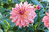 Dahlia Dutch Deligth, flower