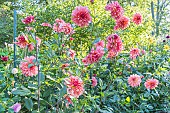 Dahlia Dutch Deligth, flowers