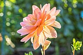 Dahlia Mister Frans, Breeder : Verwer (NDL) 1995, flower