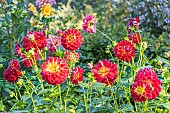 Dahlia Erin, flowers