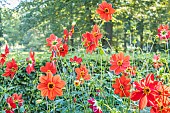 Dahlia Pampa Turc (FRA), flowers